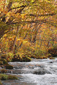 Oirase河秋光颜色岩石季节橙子石头叶子苔藓溪流企流瀑布公园图片