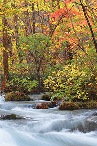 Oirase河秋光颜色企流公园叶子季节石头瀑布苔藓岩石溪流橙子图片