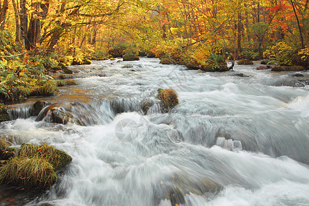 Oirase河秋光颜色橙子苔藓叶子季节岩石瀑布溪流企流公园石头图片