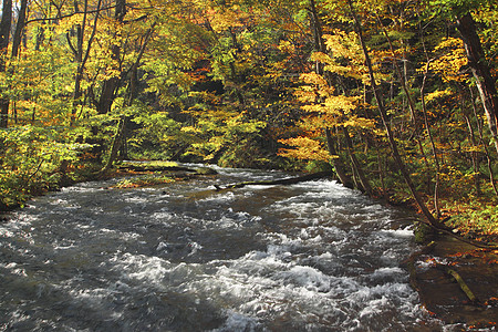 Oirase河秋光颜色橙子岩石瀑布叶子季节溪流公园企流石头苔藓图片