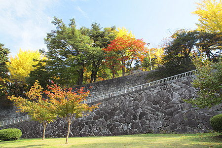 彩色叶子历史植物观光黄色旅游木头森林季节性树叶图片