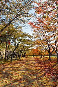 彩色叶子季节性旅游植物历史黄色观光森林木头树叶图片