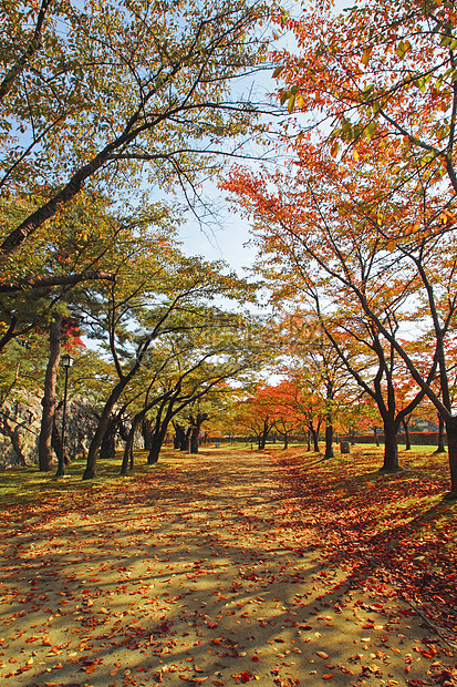 彩色叶子季节性旅游植物历史黄色观光森林木头树叶图片