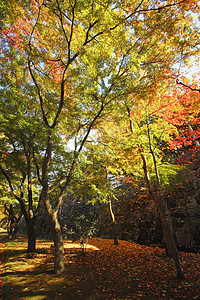 日本大阪城公园彩色叶子树叶旅游观光黄色季节性植物木头历史森林背景