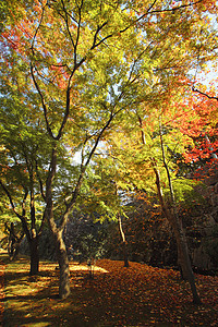 彩色叶子树叶旅游观光黄色季节性植物木头历史森林图片