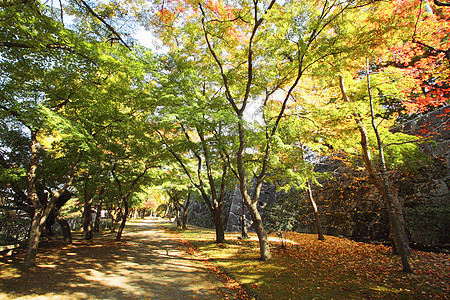 彩色叶子季节性观光木头植物历史旅游树叶森林黄色图片