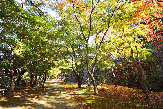 彩色叶子季节性观光木头植物历史旅游树叶森林黄色图片