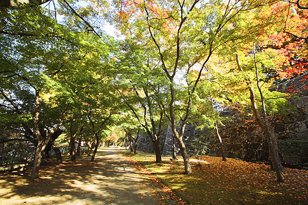 彩色叶子季节性观光旅游植物森林木头树叶黄色历史图片