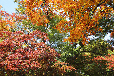 彩色叶子历史季节性观光植物黄色森林树叶木头旅游图片