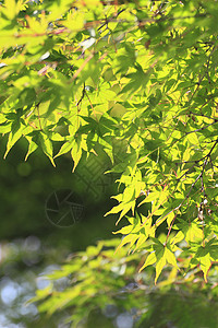 彩色叶子树叶旅游观光木头森林黄色历史季节性植物图片