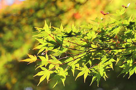 彩色叶子森林植物季节性木头旅游历史黄色观光树叶图片