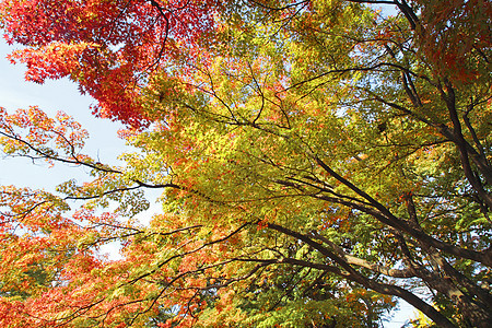 彩色叶子观光黄色历史树叶季节性木头森林旅游植物图片