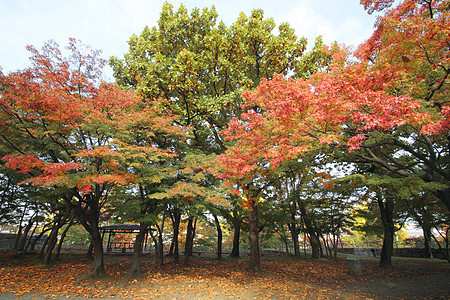 彩色叶子观光植物黄色木头历史树叶季节性旅游森林图片