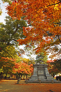 日本大阪城公园彩色叶子森林观光木头黄色季节性历史树叶旅游植物背景