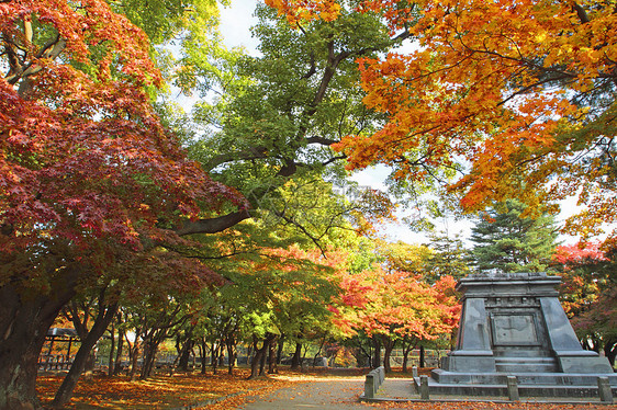 彩色叶子观光历史森林黄色木头植物季节性旅游树叶图片
