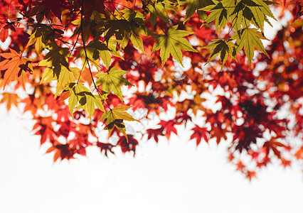 彩色叶子树叶森林旅游观光季节性植物历史木头黄色图片