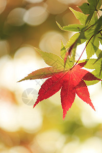 秋色叶子 甘蓝森林红叶植物红色黄色木头图片