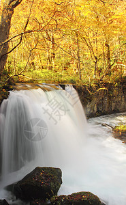 Oirase河秋光颜色苔藓季节公园瀑布溪流橙子岩石叶子企流石头图片