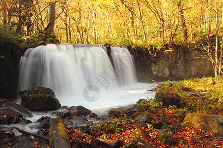 Oirase河秋光颜色岩石瀑布公园橙子溪流叶子季节苔藓石头企流图片