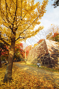彩色叶子观光季节性旅游树叶木头历史植物森林黄色图片