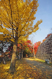 日本大阪城公园彩色叶子森林季节性黄色旅游木头历史植物树叶观光背景