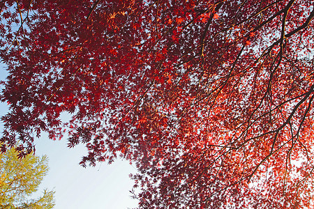 彩色叶子季节树叶植物图片