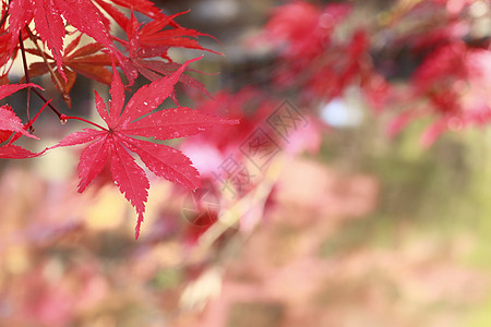 彩色叶子橙子季节红色树叶植物黄色图片