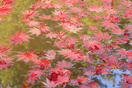 彩色叶子红色落叶植物橙子树叶季节黄色图片