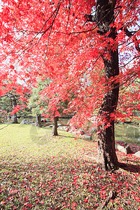 彩色叶子植物橙子树叶落叶黄色红色季节图片