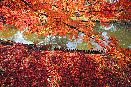 彩色叶子季节橙子红色黄色落叶树叶植物图片