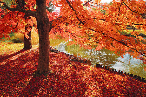 彩色叶子季节红色落叶植物黄色橙子树叶图片