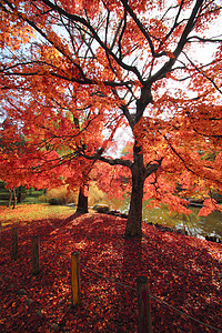 彩色叶子季节植物树叶红色黄色落叶橙子图片