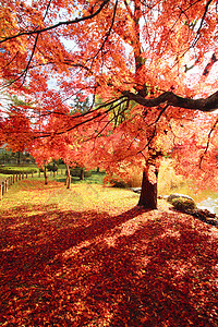 彩色叶子植物黄色落叶橙子红色树叶季节图片