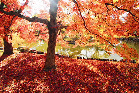 彩色叶子季节落叶树叶橙子红色植物黄色图片