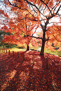 彩色叶子黄色橙子季节落叶红色树叶植物图片