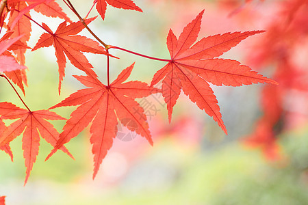 彩色叶子植物黄色树叶橙子红色季节图片