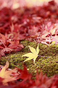 彩色叶子红色橙子树叶黄色植物季节落叶图片