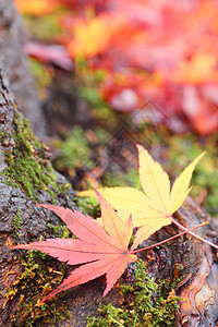彩色叶子树叶季节落叶黄色橙子红色植物图片