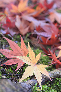 彩色叶子落叶树叶黄色植物红色季节橙子图片