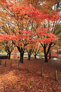 彩色叶子落叶红色季节橙子植物黄色树叶图片