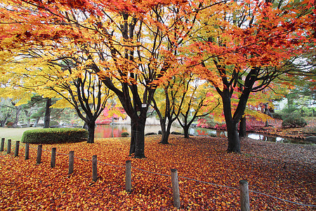 彩色叶子树叶橙子植物红色黄色落叶季节图片