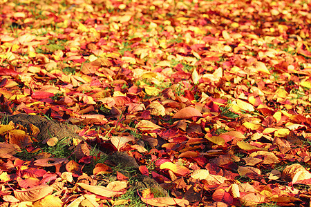 彩色叶子黄色植物橙子落叶季节红色树叶图片