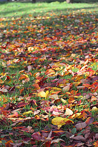 彩色叶子季节橙子红色落叶植物树叶黄色图片