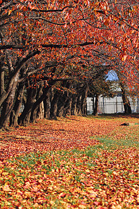 彩色叶子红色树叶季节落叶橙子黄色植物图片