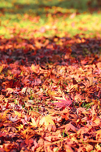 彩色叶子落叶植物红色橙子树叶黄色季节图片