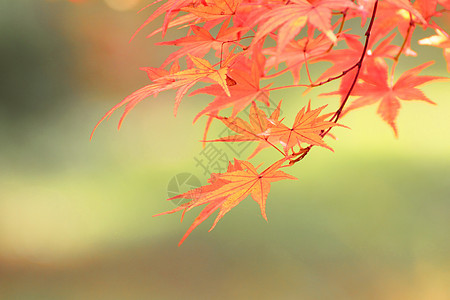彩色叶子橙子季节植物树叶落叶黄色红色图片