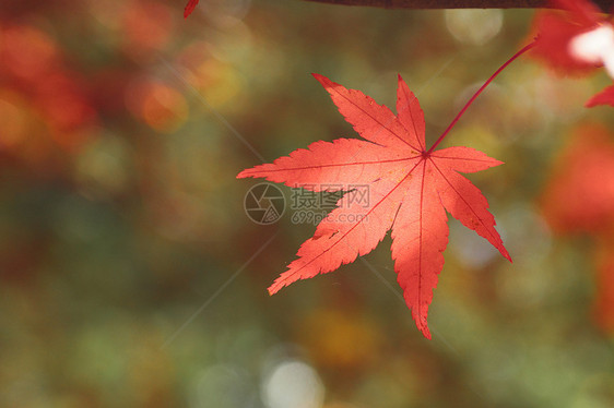 彩色叶子树叶红色黄色植物季节落叶橙子图片