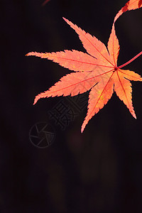 彩色叶子落叶橙子红色黄色植物树叶季节图片