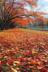 彩色叶子季节植物树叶黄色红色橙子落叶图片