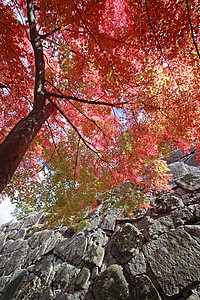 彩色叶子历史观光季节性旅游植物木头黄色树叶森林图片